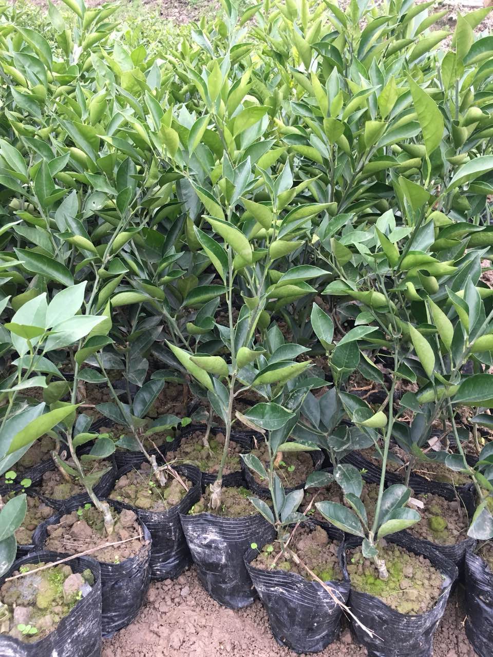 血橙苗